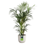 all-in-1 vibes round 25 + swi 24 linen white (1)